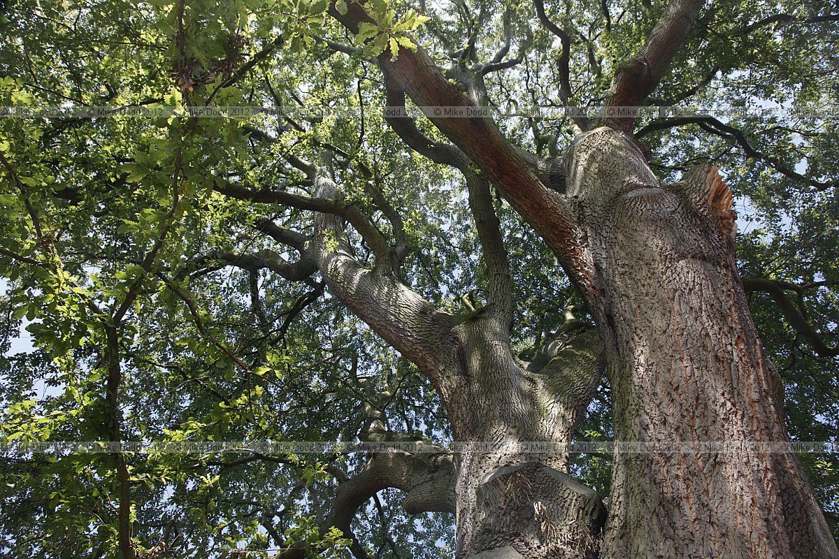 Quercus castaneifolia Chestnut-leaved oak