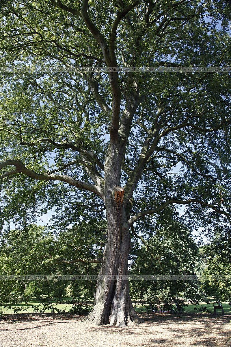 Quercus castaneifolia Chestnut-leaved oak