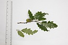 Quercus cerris Turkey Oak