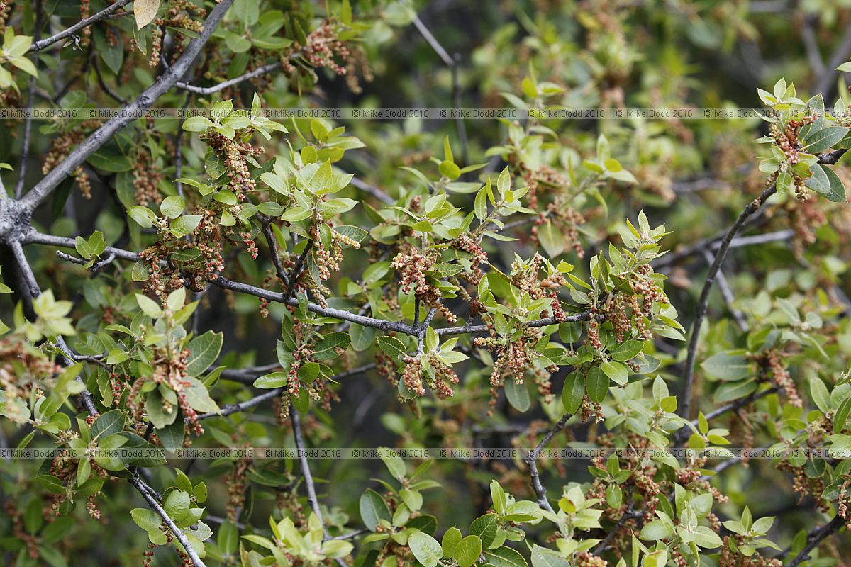 Quercus chrysolepis Canyon live oak (?)
