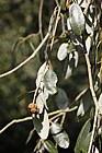Quercus chrysolepis Maul Oak