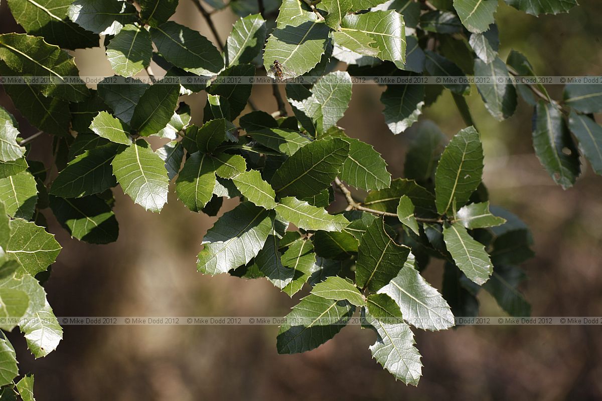 Quercus coccifera subsp calliprinos Palestine Oak