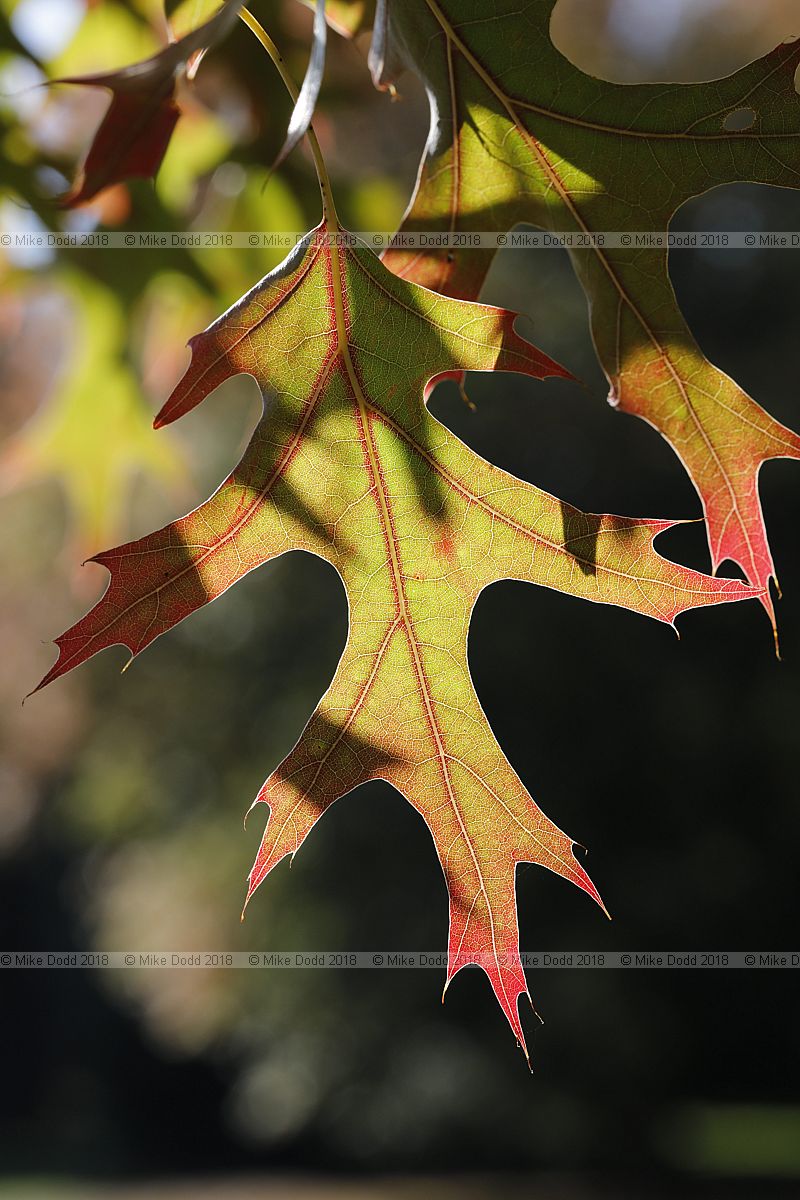 Quercus coccinea 'Splendens'
