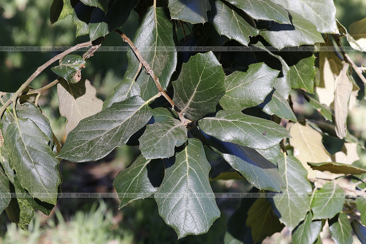 Quercus crassifolia