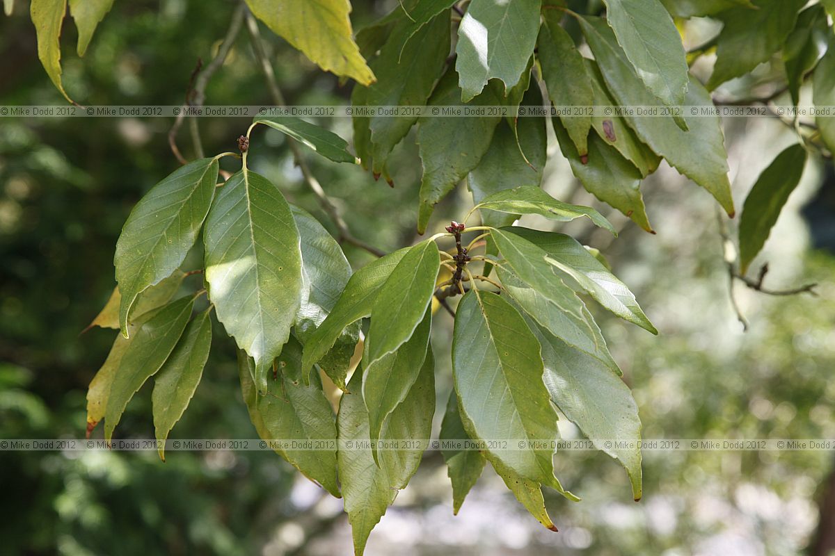 Quercus glauca