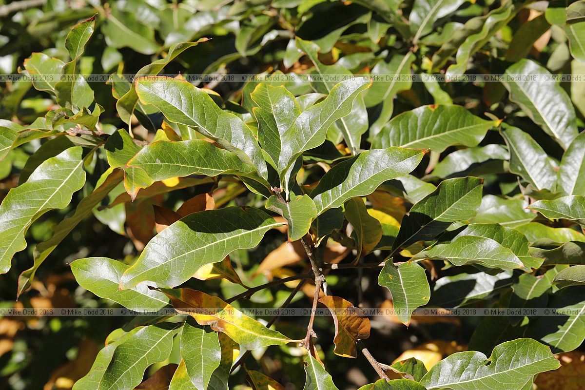 Quercus imbricaria Shingle oak