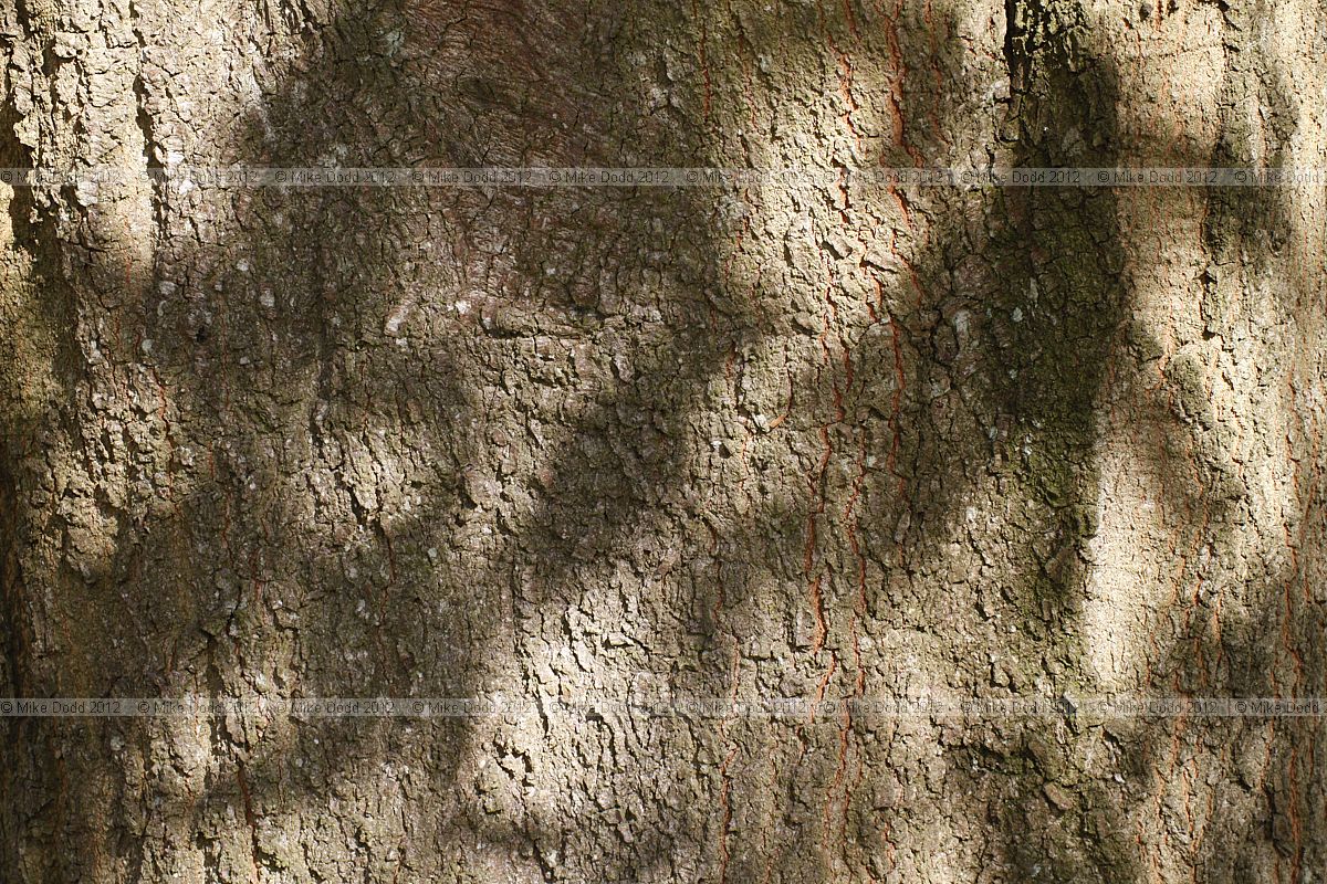 Quercus laurifolia Laurel Oak