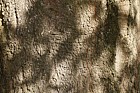 Quercus laurifolia Laurel Oak