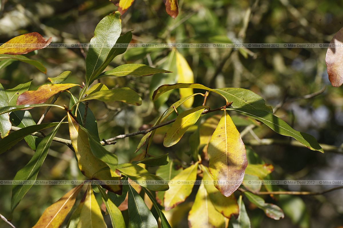 Quercus laurifolia Laurel Oak