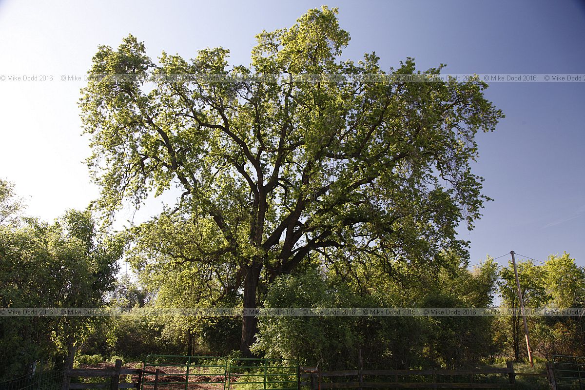 Quercus lobata Valley oak