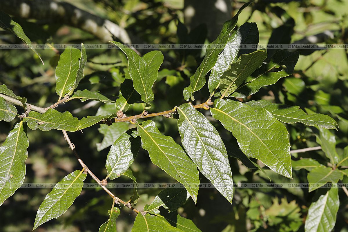 Quercus 'Maya'