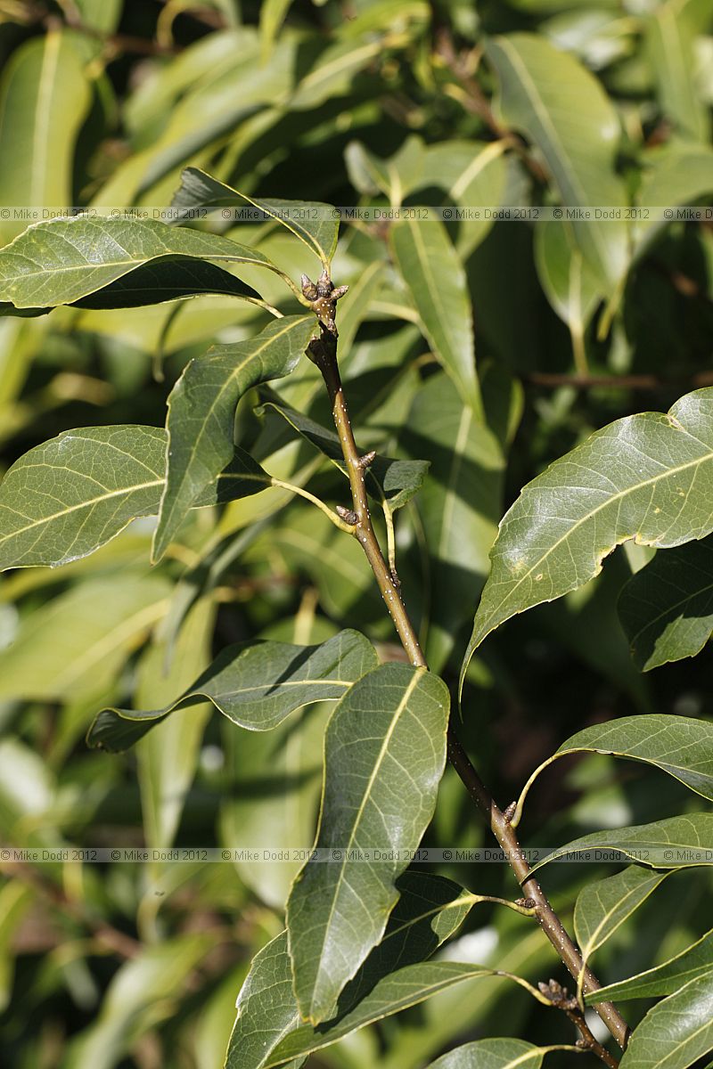 Quercus myrsinifolia