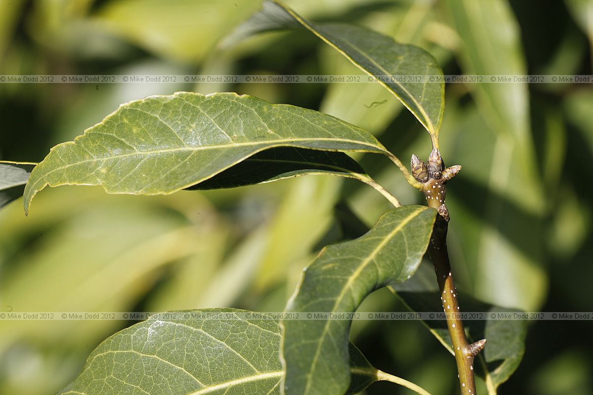 Quercus myrsinifolia