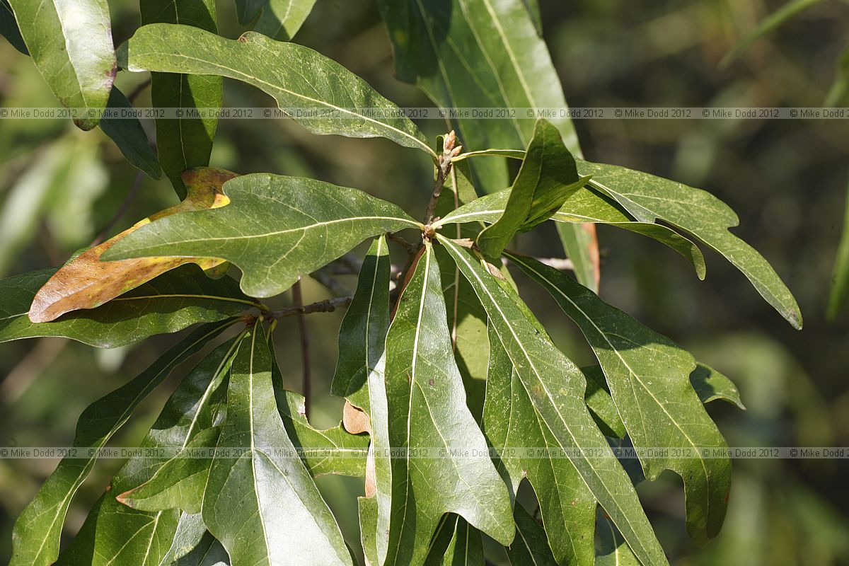 Quercus nigra Water Oak