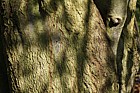 Quercus nigra Water Oak
