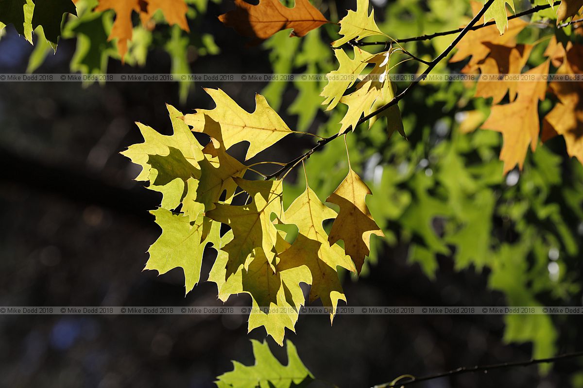 Quercus palustris Pin oak