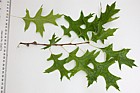 Quercus palustris Pin Oak