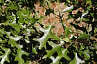 Quercus palustris Pin oak