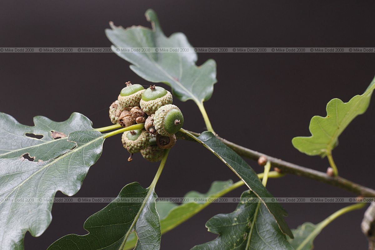 Quercus petraea Sessile oak young acorns