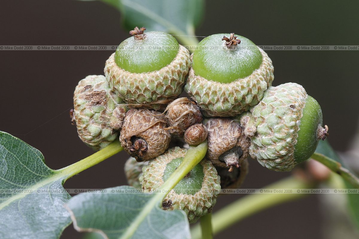 Quercus petraea Sessile oak young acorns