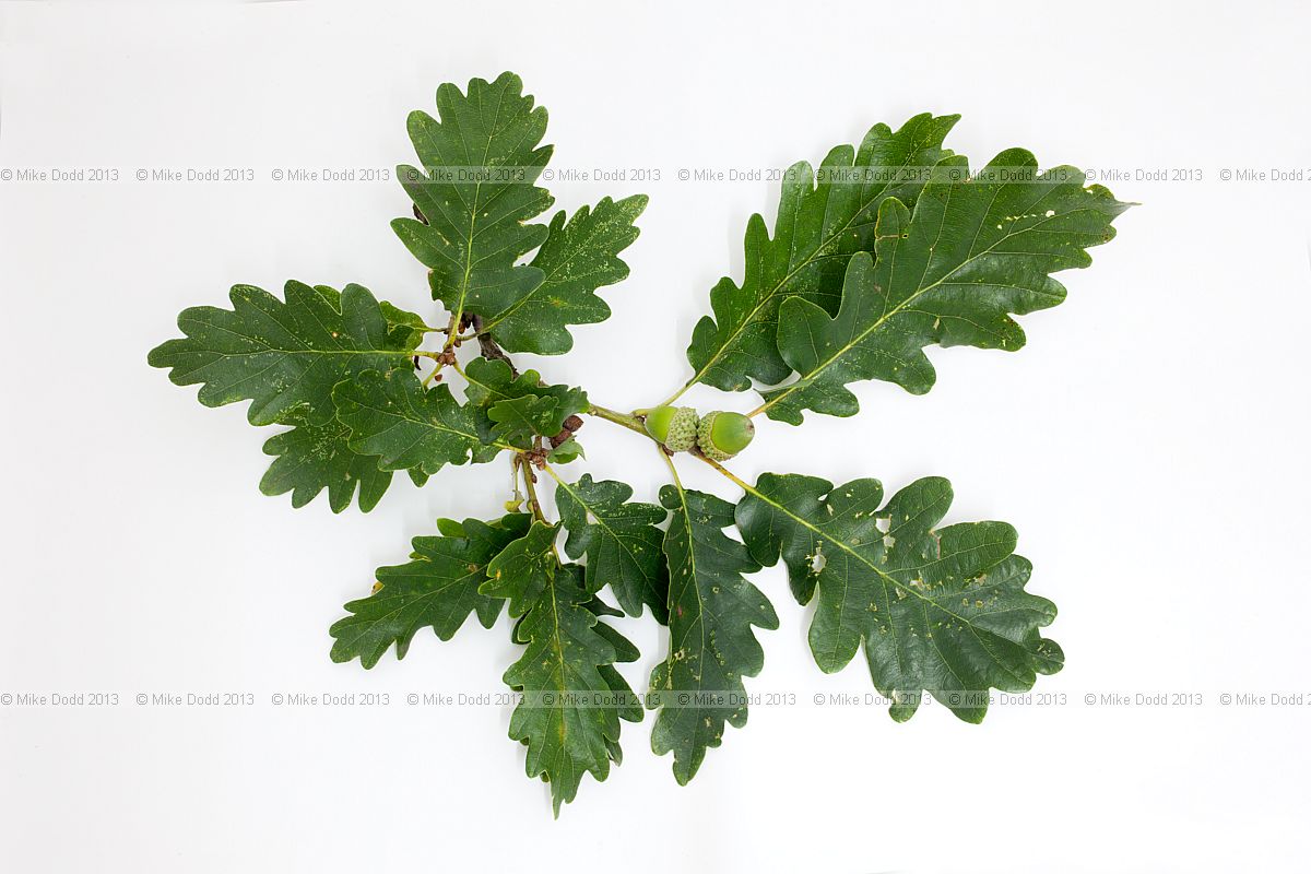 Quercus petraea Sessile oak