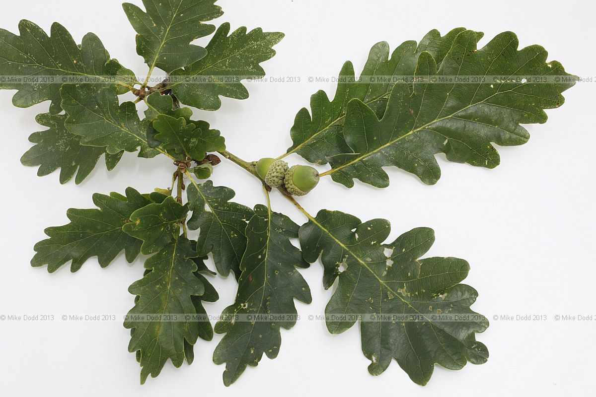 Quercus petraea Sessile oak