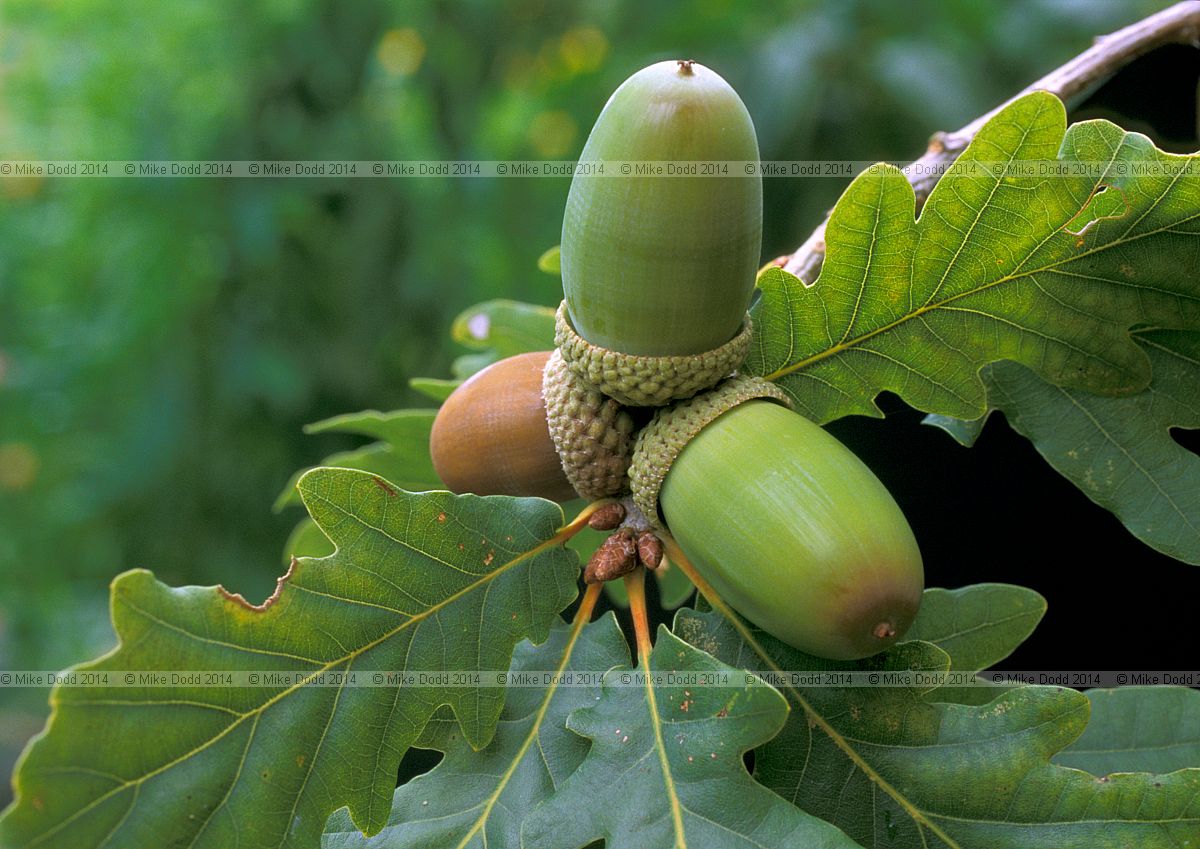 Quercus petraea Sessile oak