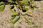 Quercus petraea 'Acutiloba'