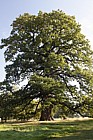 Quercus petraea Sessile oak