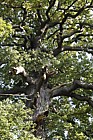 Quercus petraea Sessile oak