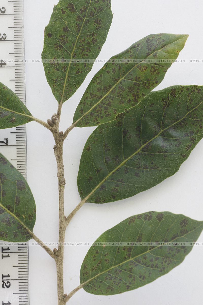 Quercus phillyreoides Ubame Oak