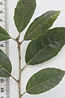 Quercus phillyreoides Ubame Oak