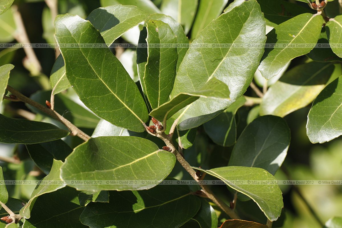 Quercus phillyreoides