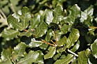 Quercus pseudosemecarpifolia syn Quercus rehderiana