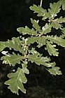 Quercus pyrenaica x frainetto Hybrid Oak