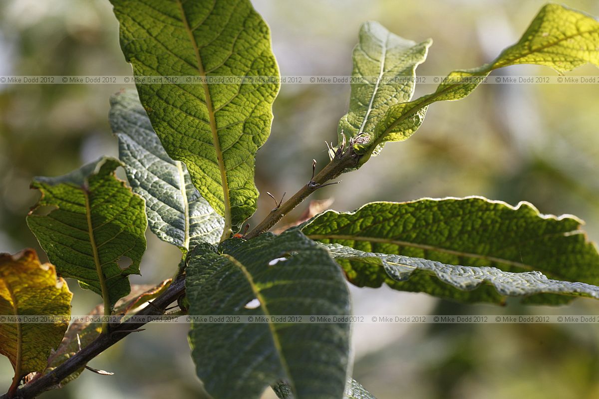 Quercus rhysophylla Loquat Oak