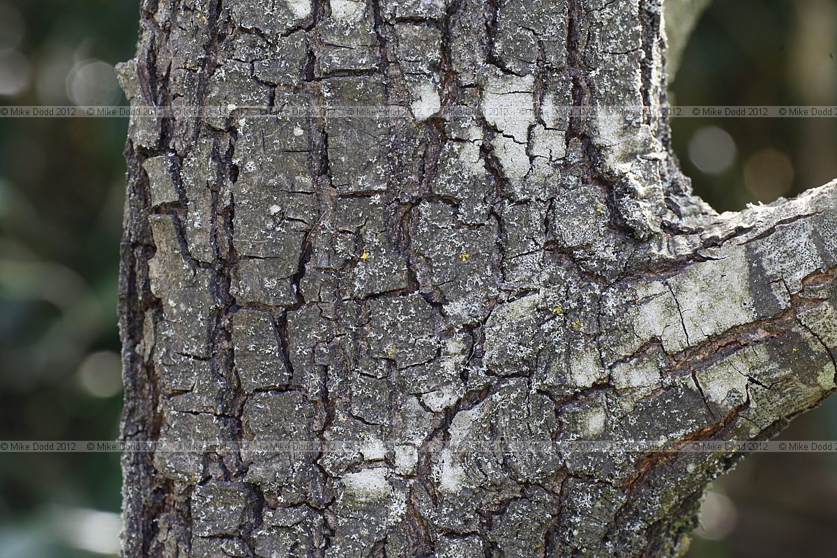 Quercus rhysophylla Loquat Oak