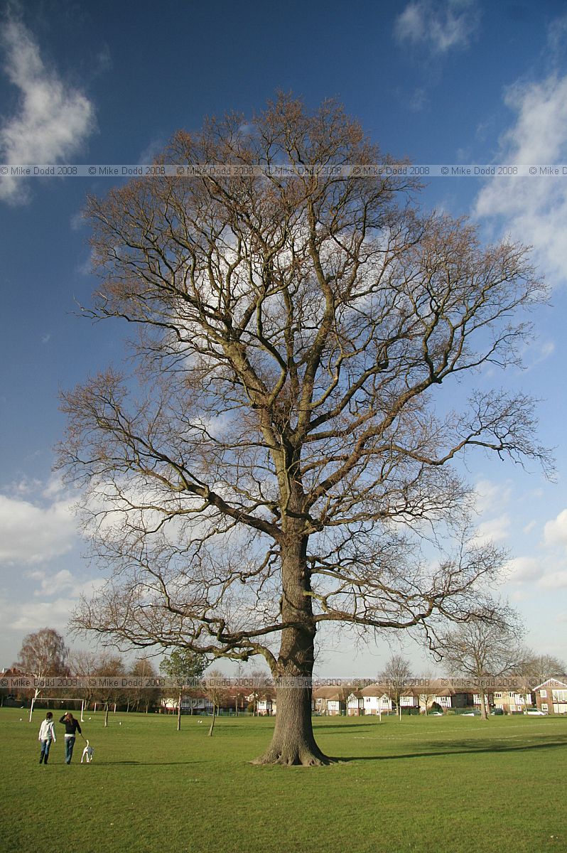 Quercus robur English Oak