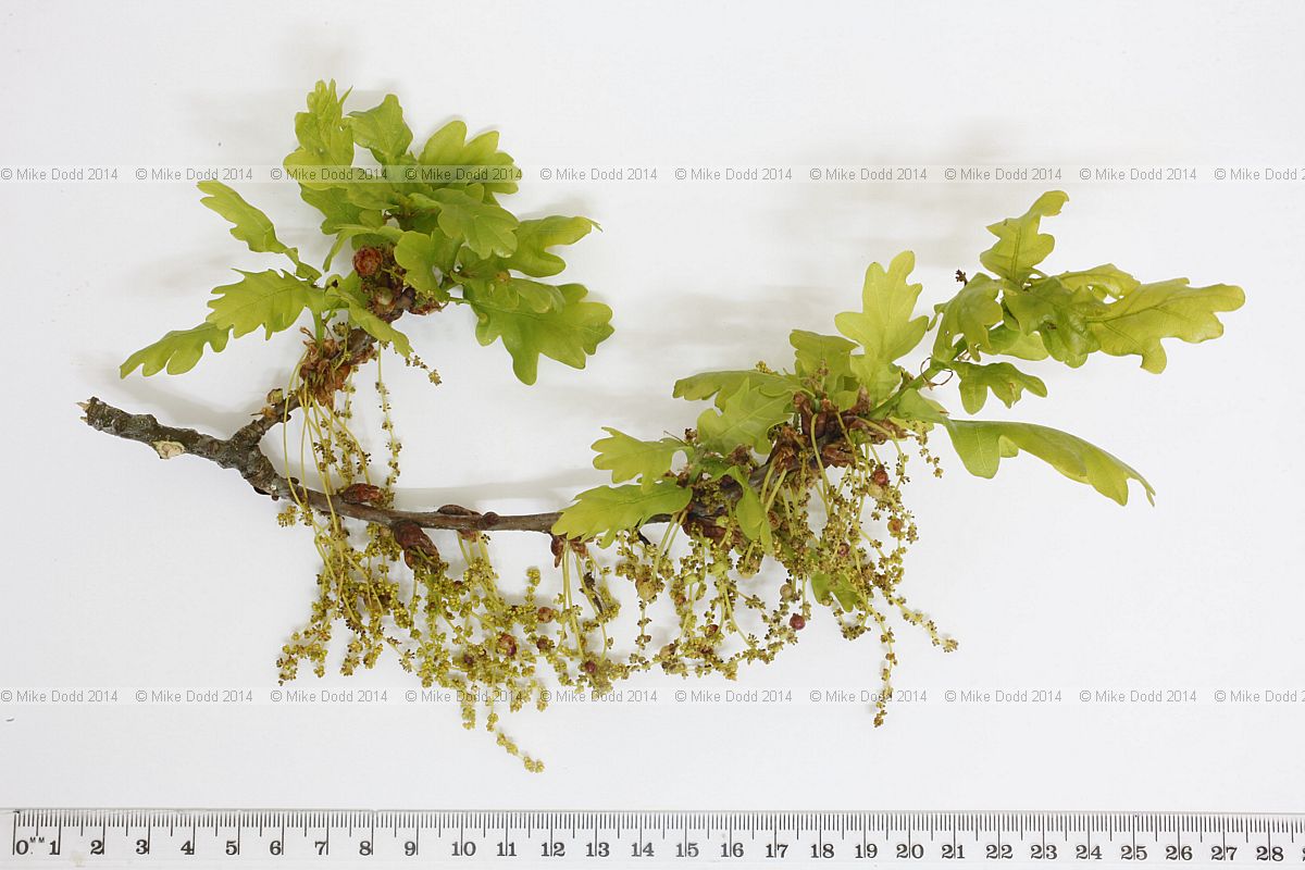 Quercus robur English Oak with Neuroterus quercusbaccarum gall wasp currant galls on flowers
