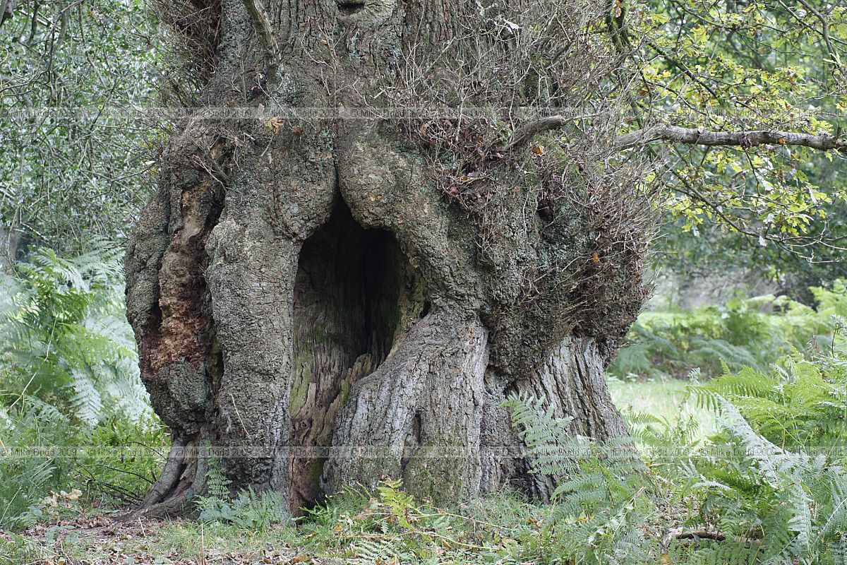Quercus robur English Oak
