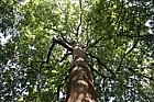 Quercus robur English Oak
