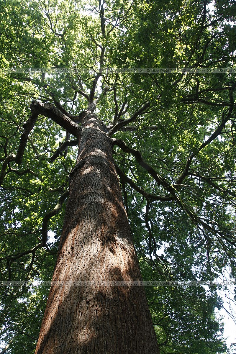 Quercus robur English Oak