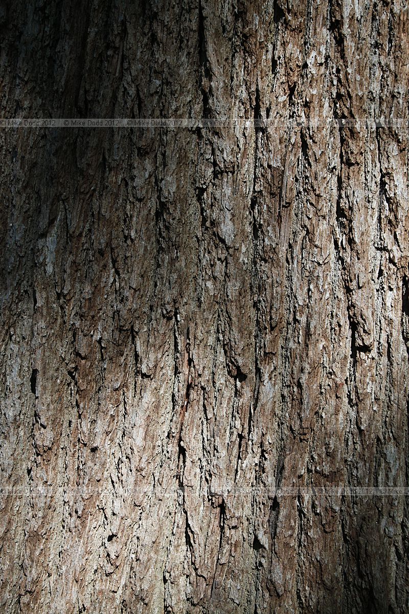 Quercus robur English Oak