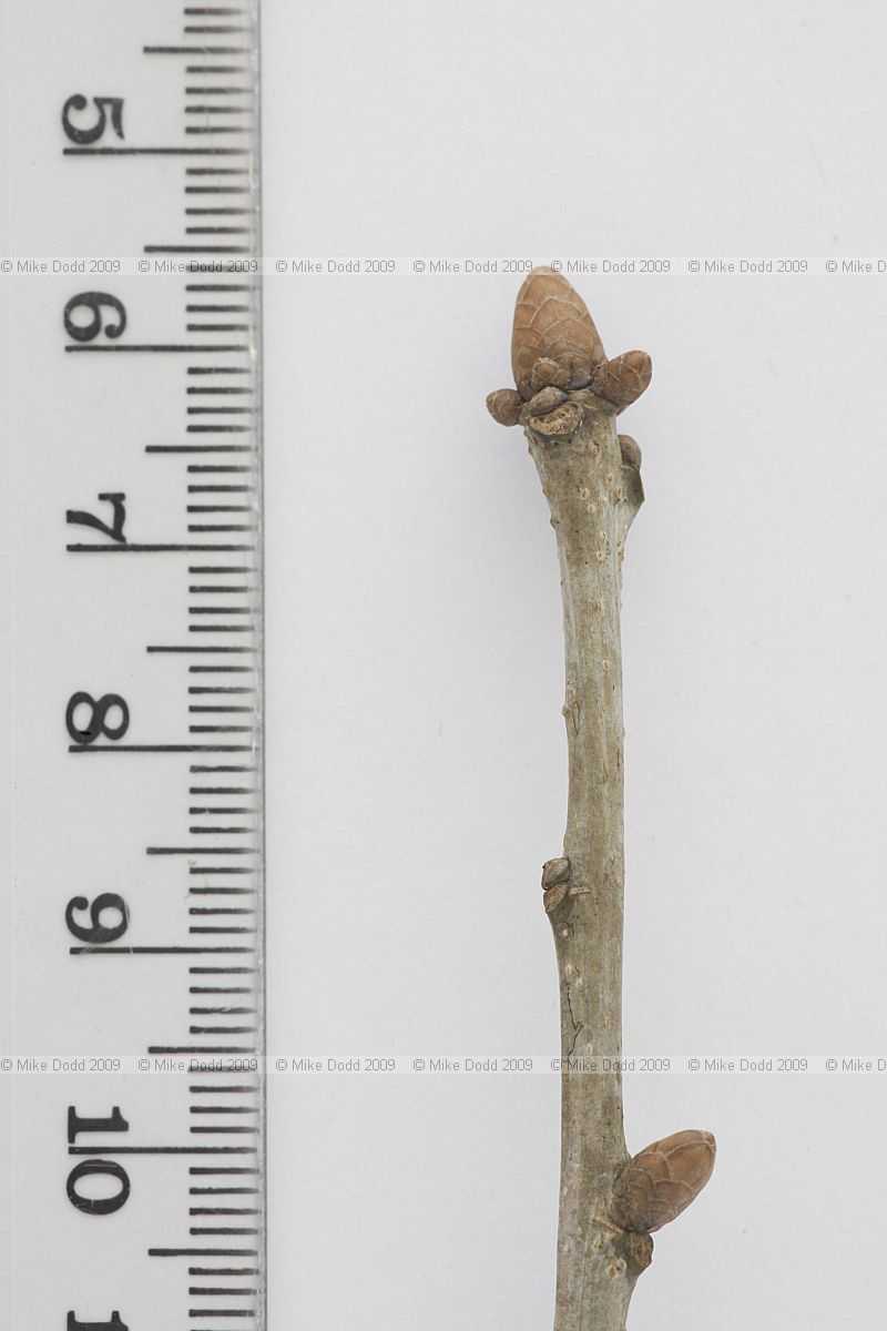 Quercus robur English Oak