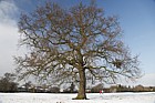 Quercus robur Oak tree in snow