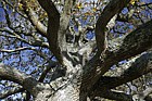 Quercus robur English oak autumn colour