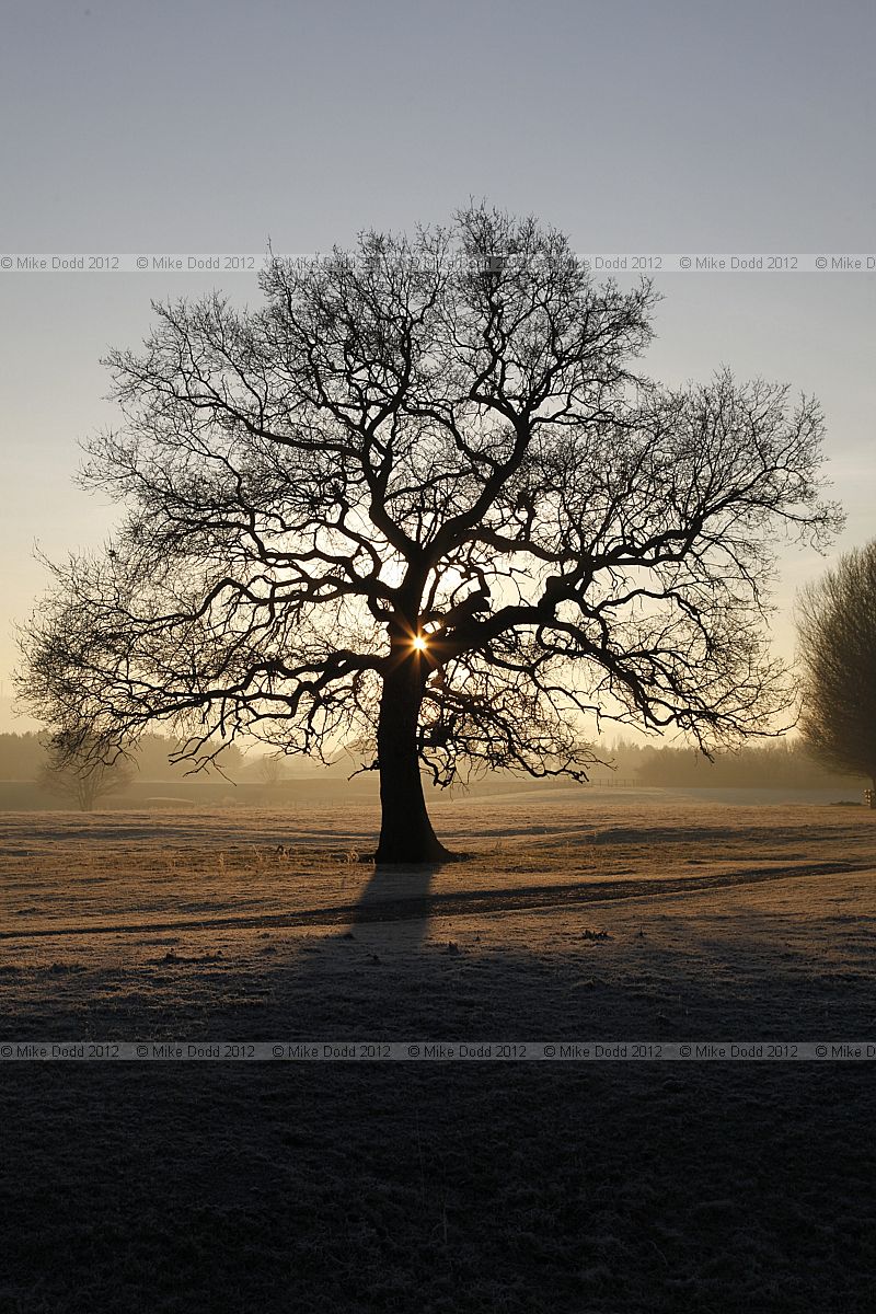 Quercus robur English Oak sunrise