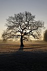 Quercus robur English Oak sunrise