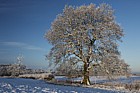 Quercus robur Oak with snow and blue sky