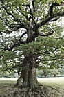 Quercus robur English Oak